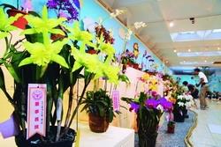 350 VASES OF GORGEOUS ORCHID TO CELEBRATE TKU ANNIVERSARY