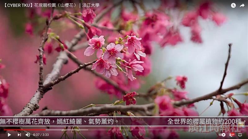 早春林梢的緋色紅暈  賽博頻道邀您共賞山櫻花之美