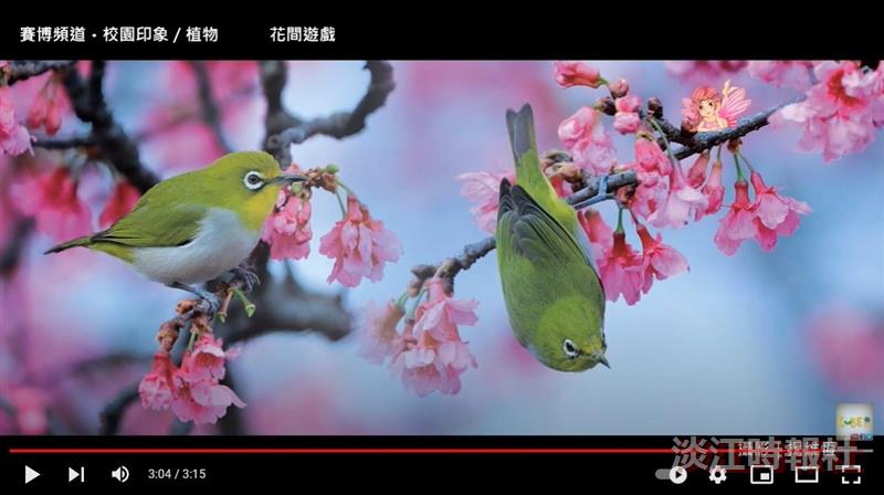 花間 林間 有情世間 賽博頻道為您留住淡江校園美麗瞬間