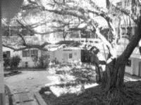 原 舊 化 館 的 榕 樹 中 庭 ， 經 規 劃 後 重 現 。